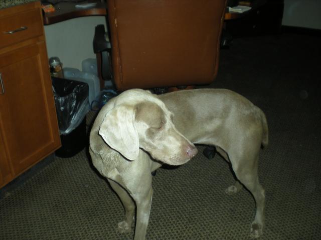 DOG 007